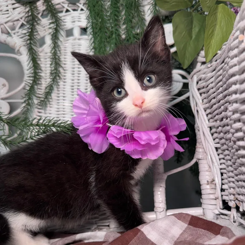 Pistachio Hala Din thumbnail 6