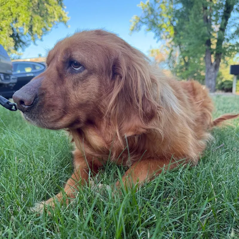 An adult large-sized female Golden Retriever dog named Mollie for adoption in Mount Shasta, CA