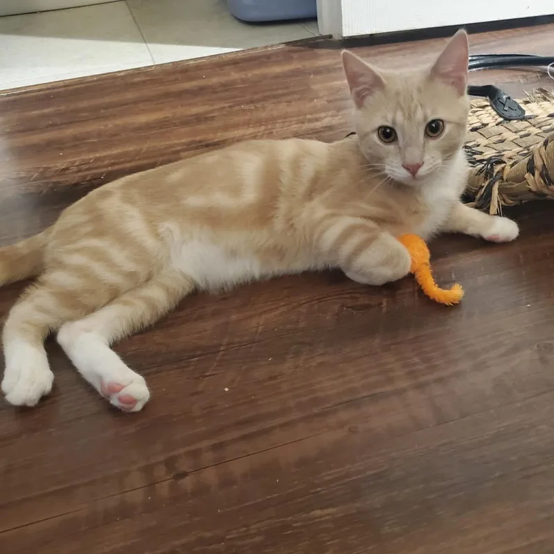 A baby small-sized male Domestic Short Hair cat named Georgie for adoption in Woodstock, GA
