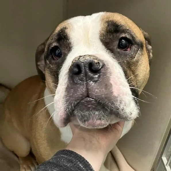 An adult large-sized male Brown / Chocolate English Bulldog dog named Floki for adoption in DeKalb, IL