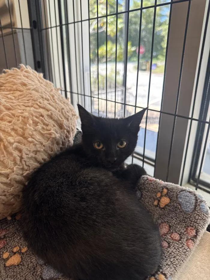 A young small-sized female Black Domestic Short Hair cat named Dove for adoption in Hilton Head Island, SC
