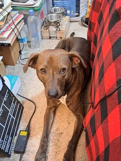 A young large-sized male Labrador Retriever dog named Coco for adoption in Phoenix, AZ