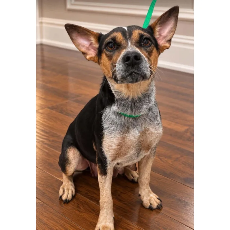 A young medium-sized female Tricolor (Brown, Black, & White) Australian Cattle Dog / Blue Heeler dog named Penny for adoption in Boulder, CO