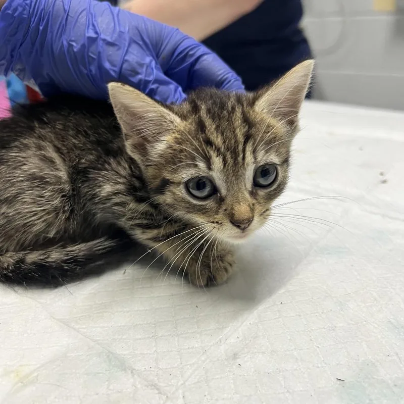 A baby small-sized female Brown / Chocolate Domestic Short Hair cat named Dora for adoption in Summerville, SC
