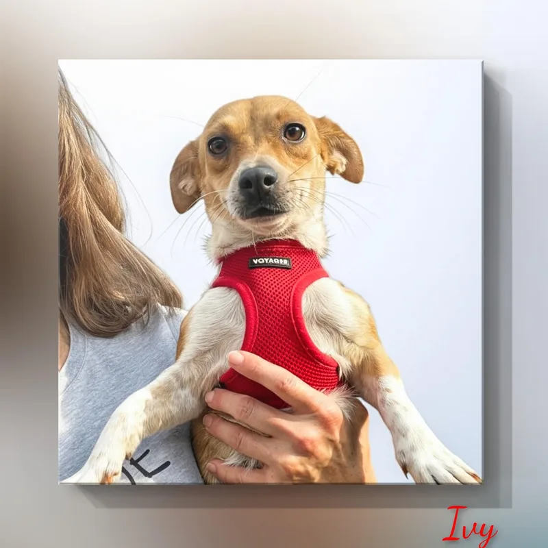 Ivy thumbnail 2