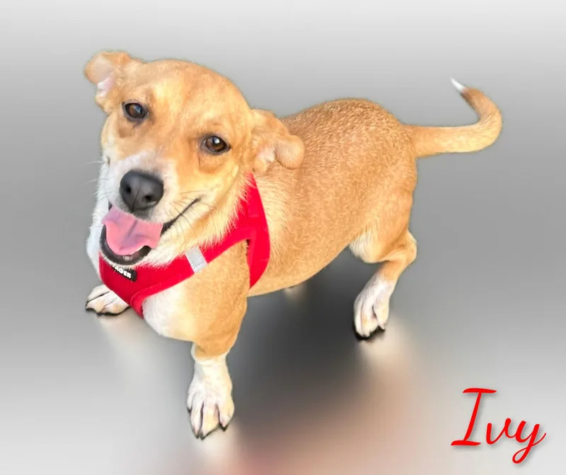 Ivy thumbnail 4
