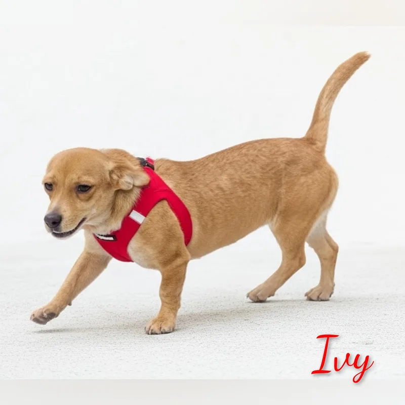 Ivy thumbnail 5