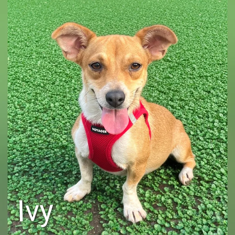 Ivy thumbnail 6