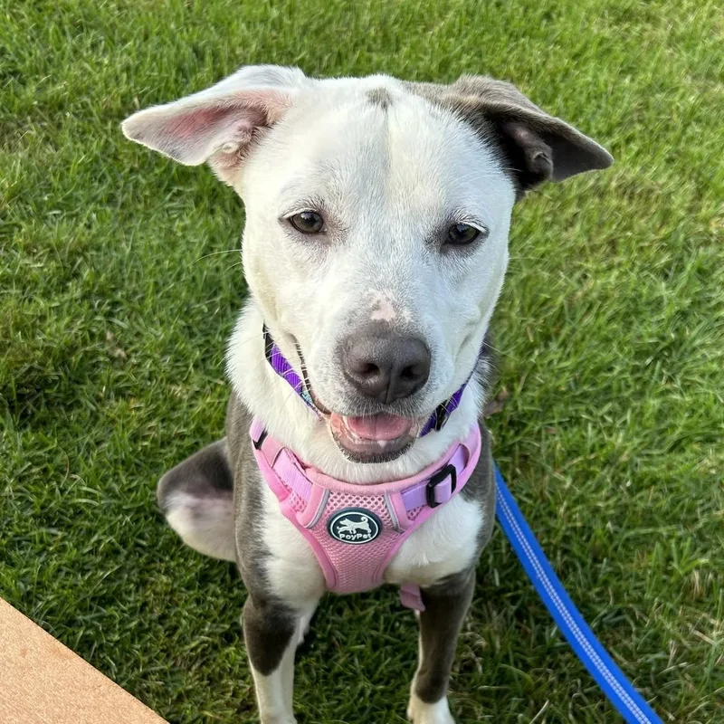 An adult medium-sized female Gray / Blue / Silver Mixed Breed dog named Sofie for adoption in Columbia, SC