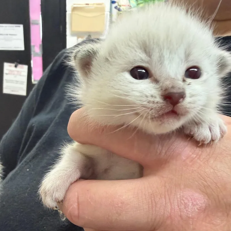 A baby small-sized female Cream / Ivory Domestic Short Hair cat named Bell for adoption in Ardmore, OK