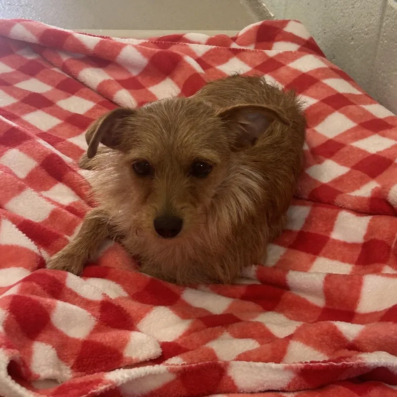 A young small-sized female Golden Mixed Breed dog named Boo for adoption in Newark, NJ