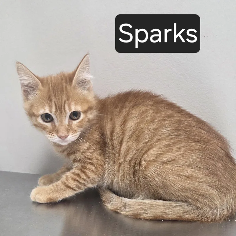 Sparks