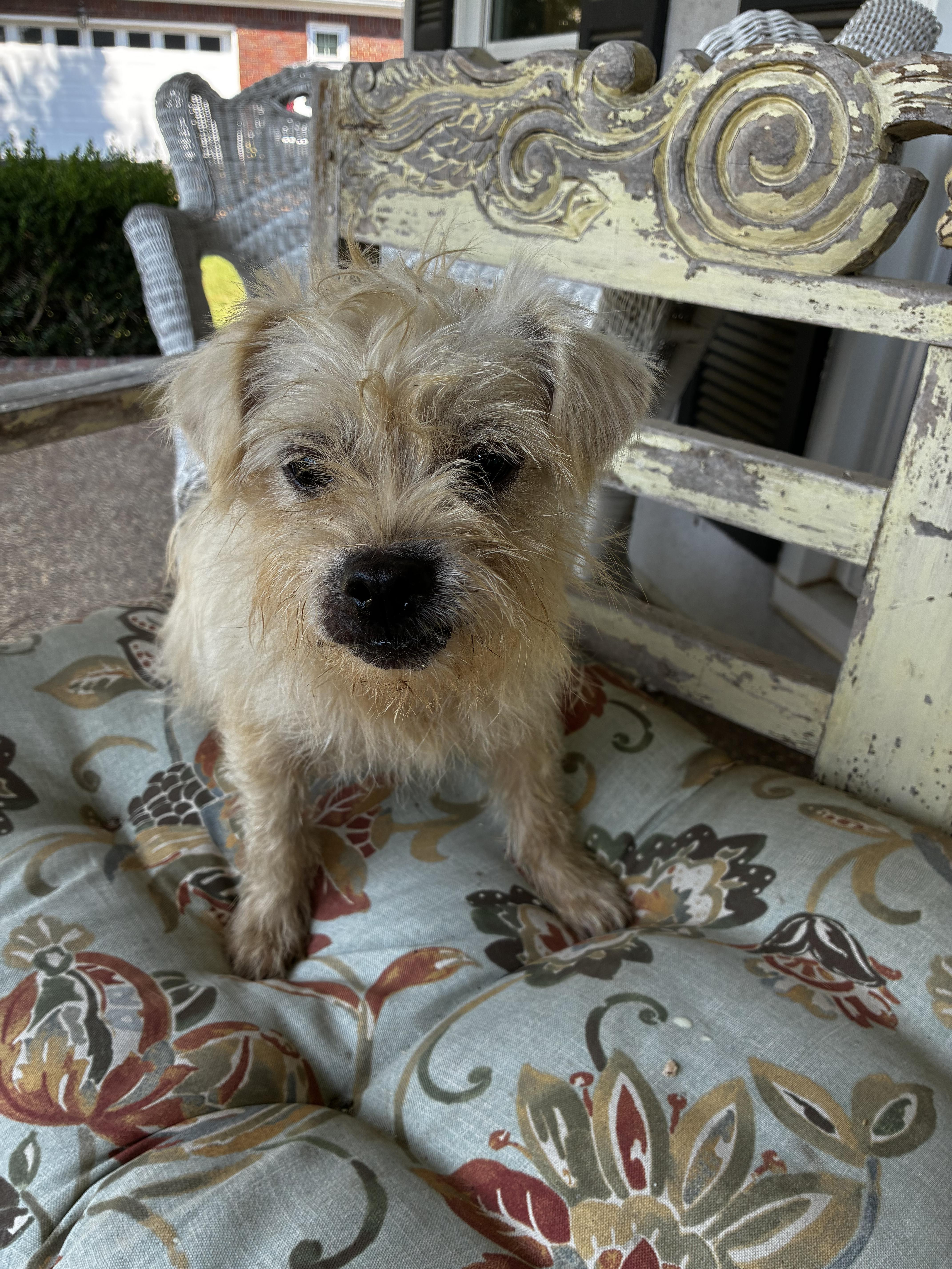 An adult small-sized male Cairn Terrier dog named Toto for adoption in Cordova, TN