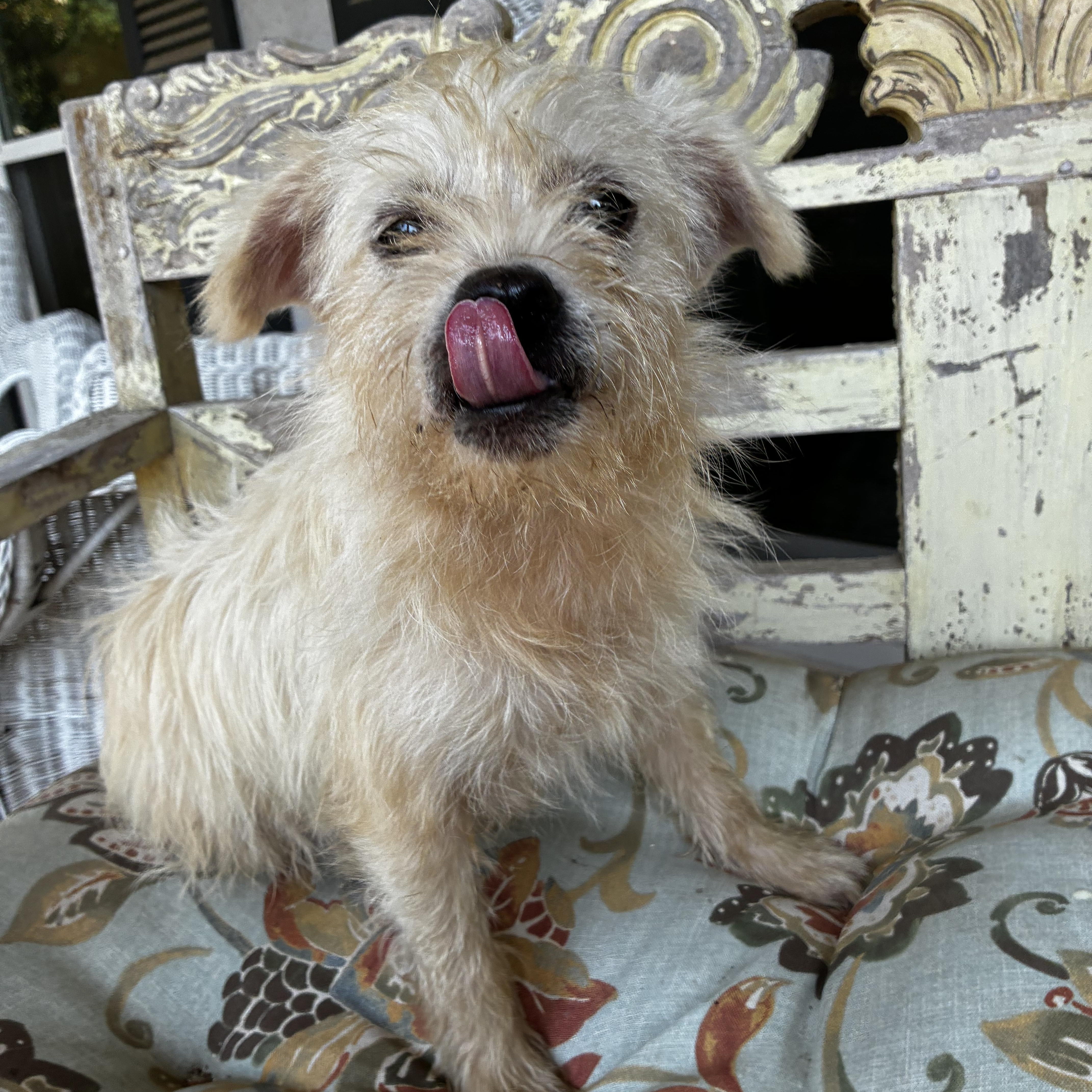 Toto thumbnail 5
