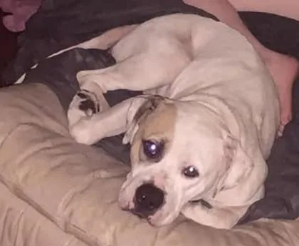 An adult large-sized female White / Cream Pit Bull Terrier dog named Masquerade for adoption in Kansas City, MO
