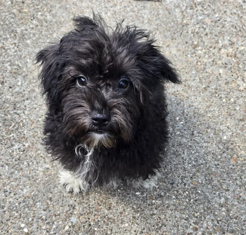 Willowdean Brt thumbnail 3