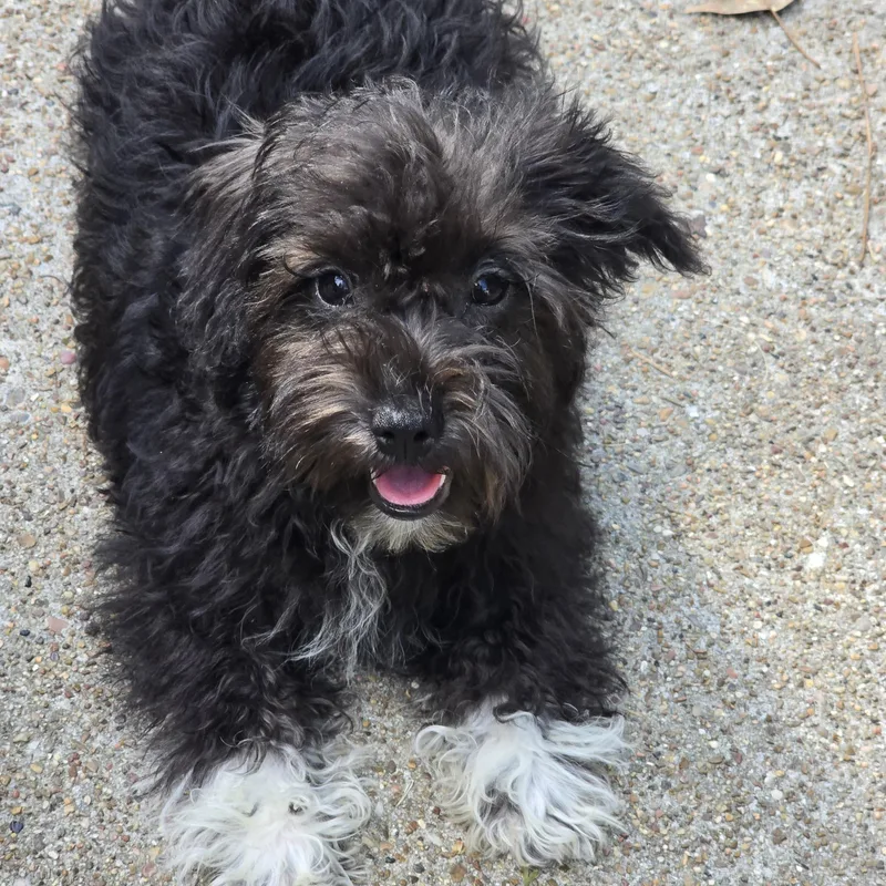 Willowdean Brt thumbnail 4