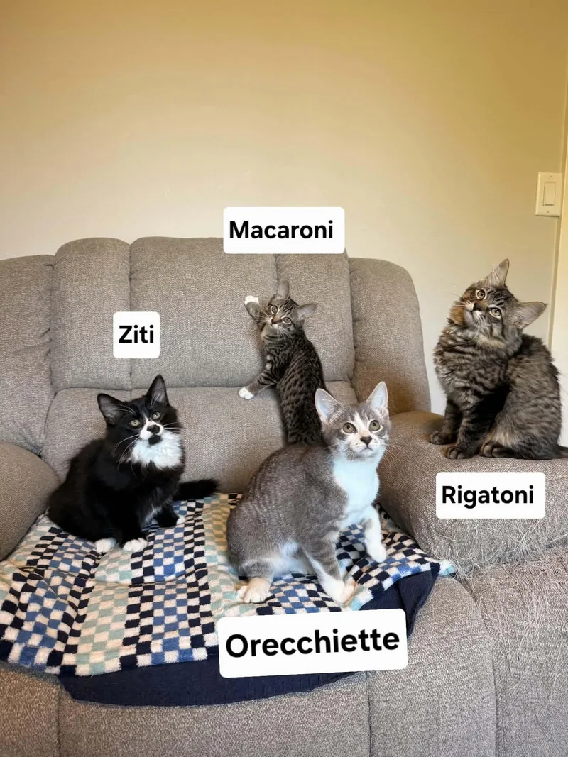 Macaroni thumbnail 2