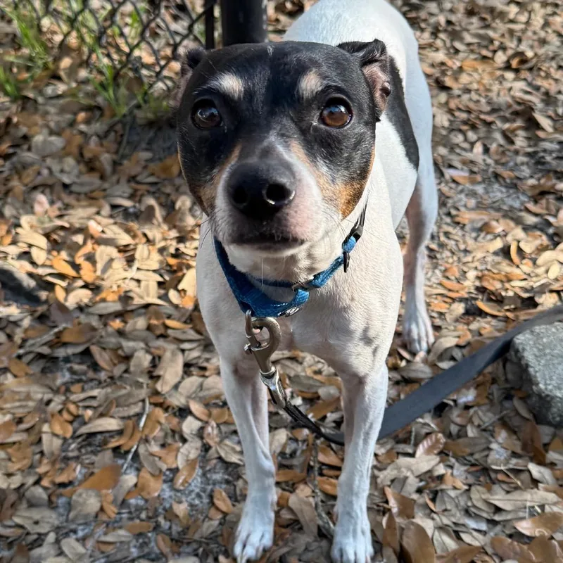 A senior medium-sized male White / Cream Mixed Breed dog named Fiji for adoption in Jacksonville, FL