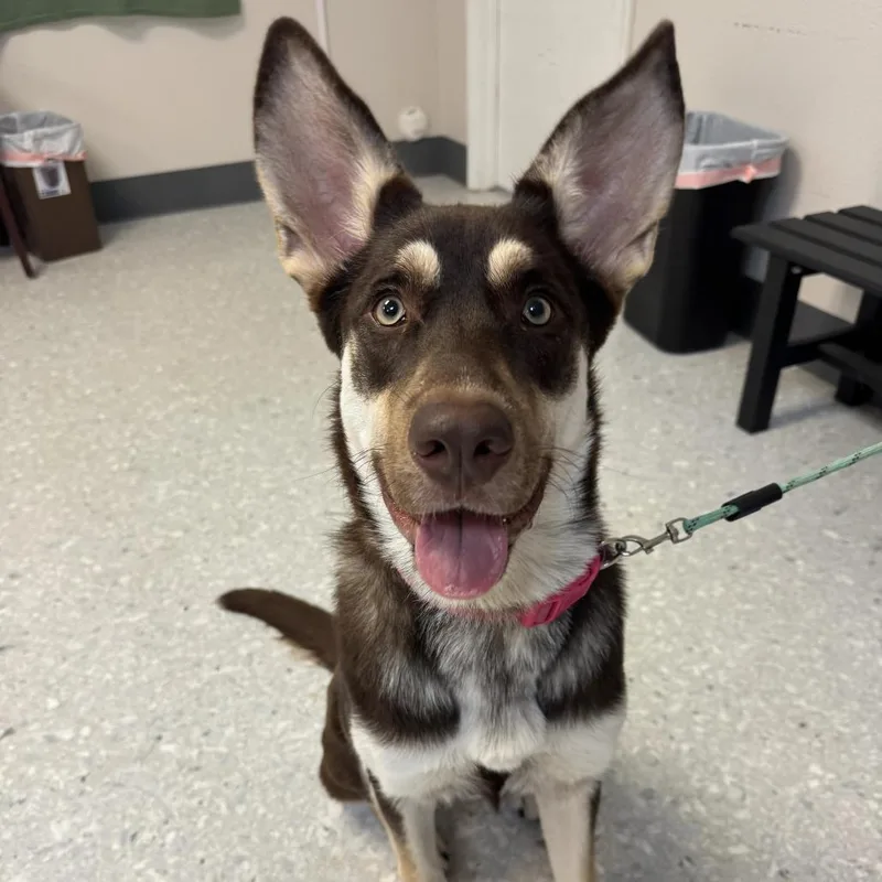 A young large-sized female Brown / Chocolate Mixed Breed dog named Abby for adoption in Saint Charles, MO
