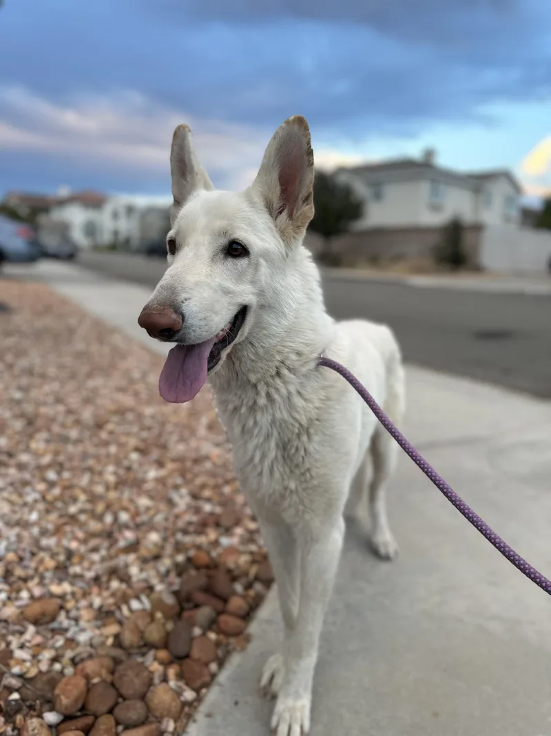 A young medium-sized female Shepherd dog named Mirta for adoption in santa monica, CA