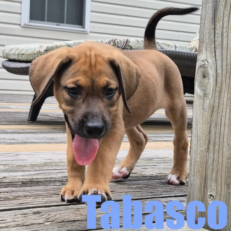 A baby medium-sized male Hound dog named Tabasco for adoption in Ellicott City, MD