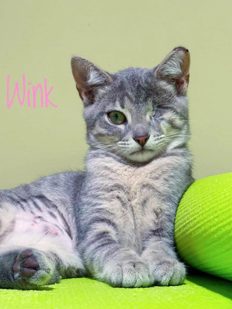 A baby medium-sized female Gray / Blue / Silver Domestic Short Hair cat named Wink for adoption in Bethel, OH
