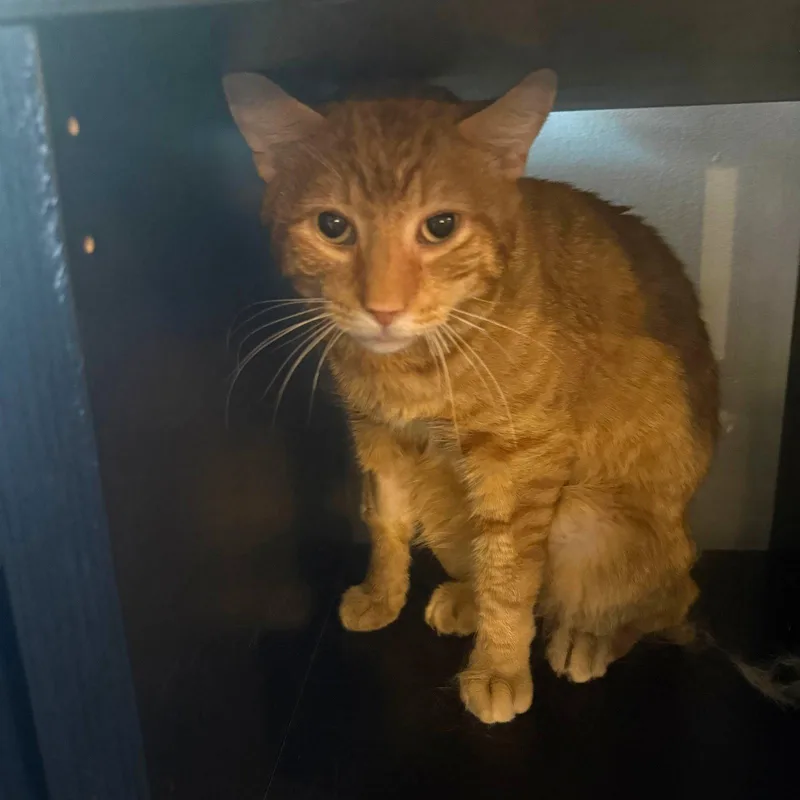An adult medium-sized male Orange / Red Domestic Short Hair cat named Crush for adoption in Brooklyn, NY
