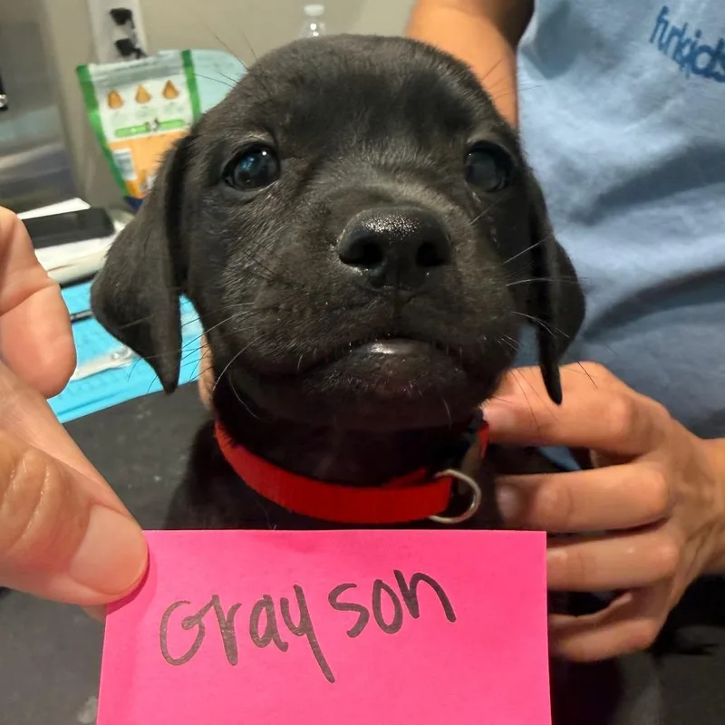 A baby medium-sized male Labrador Retriever dog named Grayson for adoption in Cumming, GA