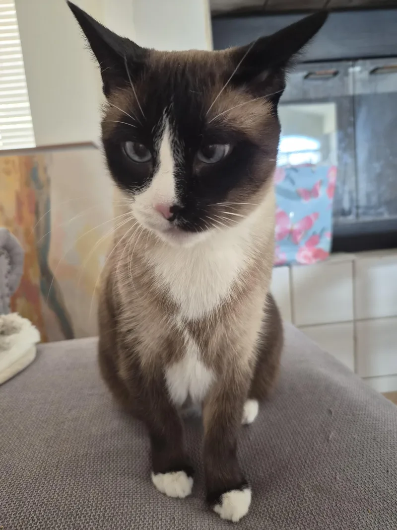 A senior medium-sized female Siamese cat named Chatty Crosseyed for adoption in BEVERLY HILLS, CA