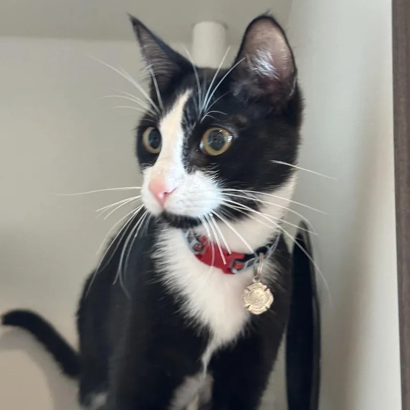 A young medium-sized male Domestic Short Hair cat named Jeffrey for adoption in Matteson, IL