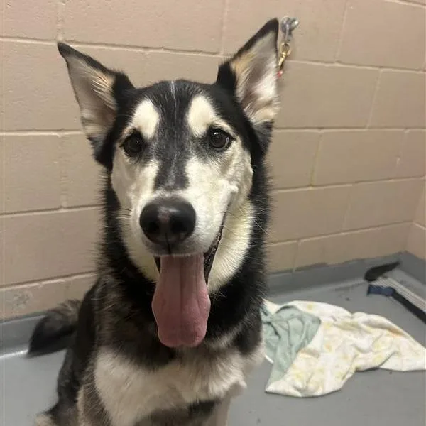 An adult large-sized male Black Husky dog named Sam for adoption in Tacoma, WA