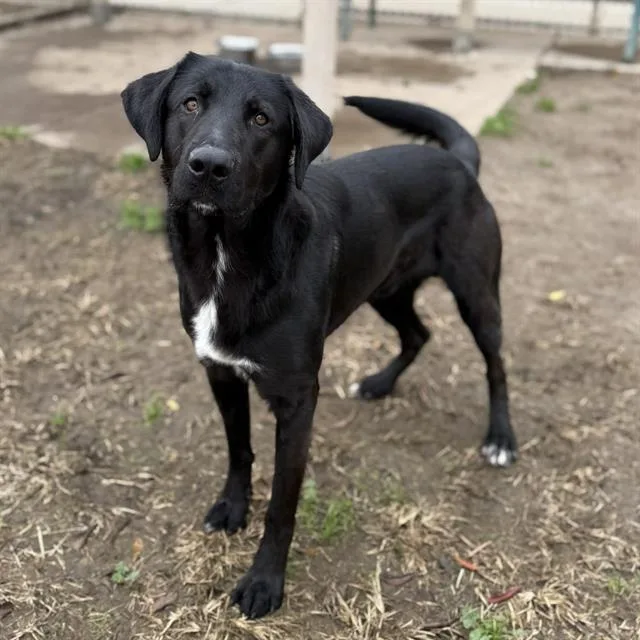 A young large-sized male Labrador Retriever dog named Gunner for adoption in Modesto, CA