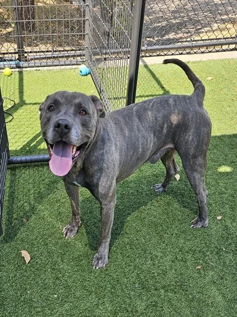A young large-sized male Pit Bull Terrier dog named Bob for adoption in Dallas, TX