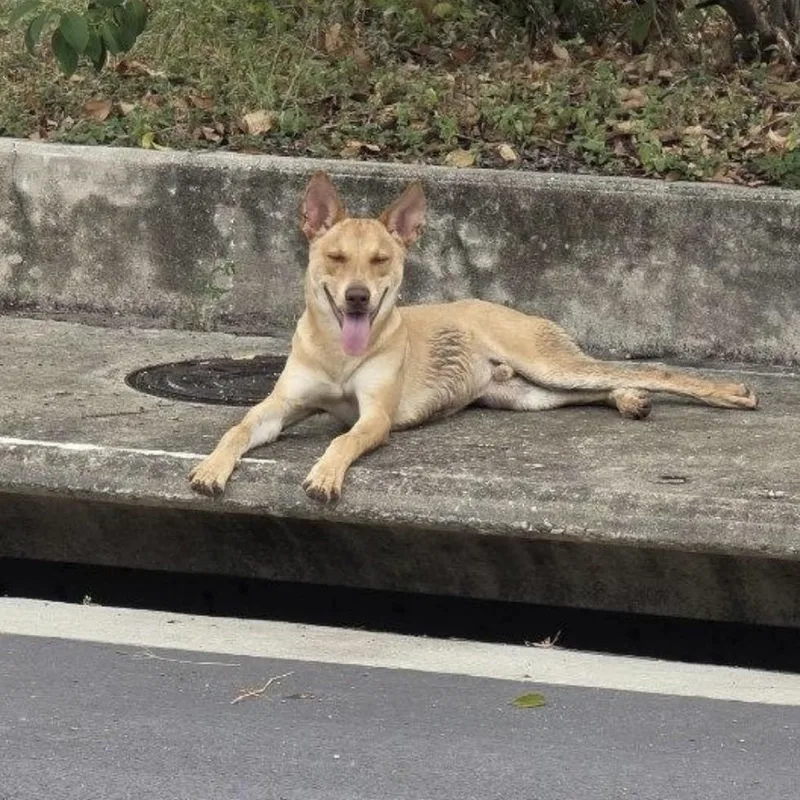 A young medium-sized male Apricot / Beige Shepherd dog named Blue Eyed Coyote PC for adoption in Goliad, TX