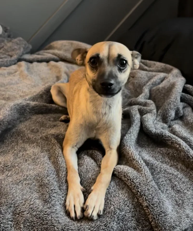 A young small-sized male Chihuahua dog named Chase for adoption in Palm desert, CA