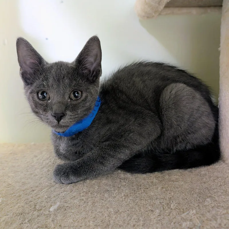 A baby medium-sized male Domestic Short Hair cat named Steel Blue for adoption in Newburgh, IN