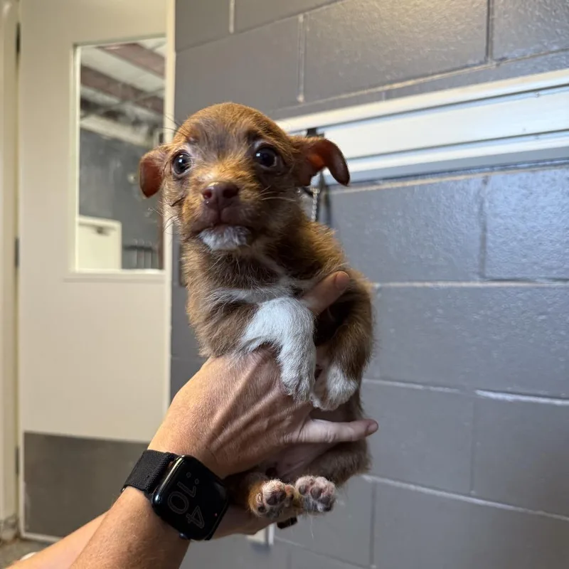 A baby small-sized female Chihuahua dog named Umi for adoption in Tuscaloosa, AL