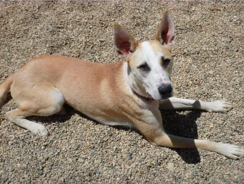 A young large-sized male White / Cream Yellow Labrador Retriever dog named Bean for adoption in Rawlins, WY
