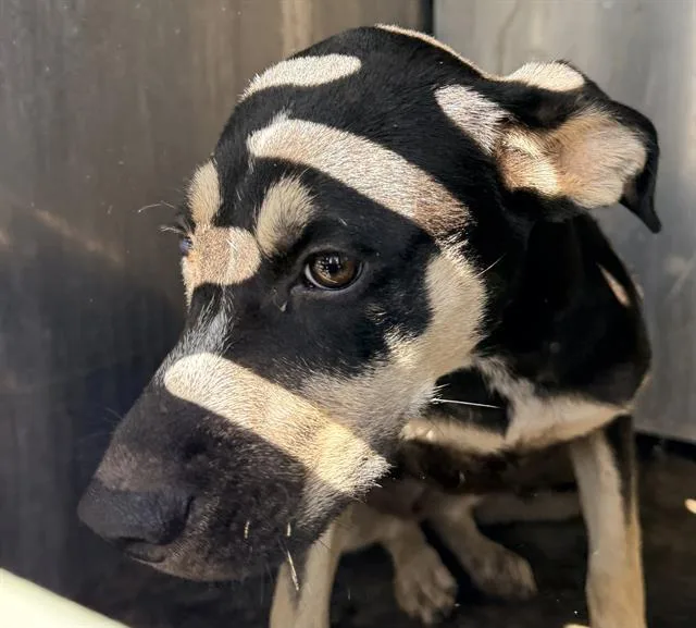 A baby medium-sized female Rottweiler dog named Susie for adoption in San Antonio, TX