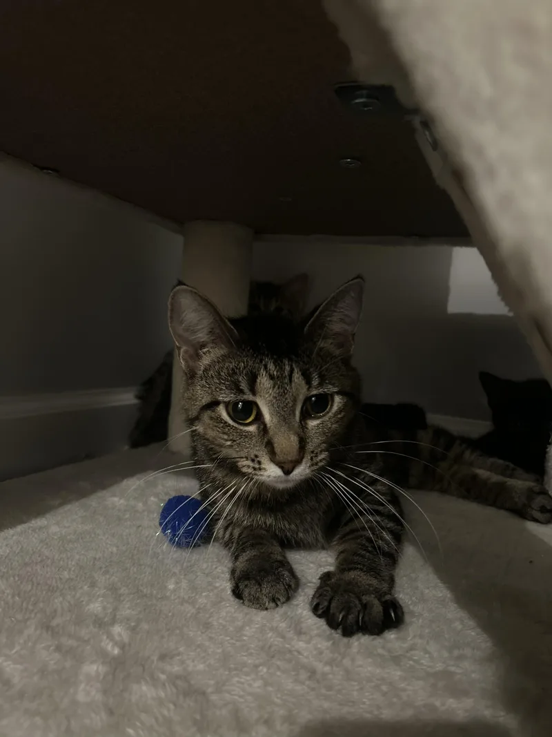 A young medium-sized female Tabby (Brown / Chocolate) Domestic Short Hair cat named Nectarine for adoption in Columbus, OH
