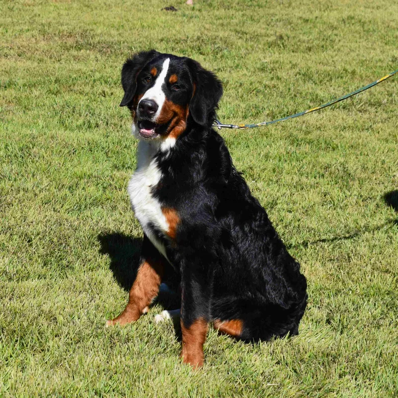 A young medium-sized male Tricolor (Brown, Black, & White) Bernese Mountain Dog dog named Bernie for adoption in Searcy, AR