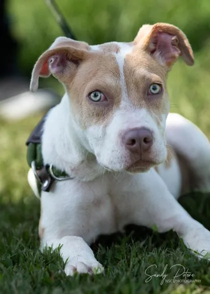 A baby medium-sized female Mixed Breed dog named Sailor for adoption in Port Saint Joe, FL