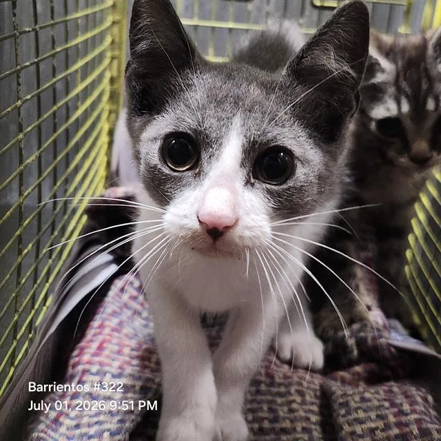 A baby small-sized female Domestic Short Hair cat named Sakura for adoption in San Antonio, TX