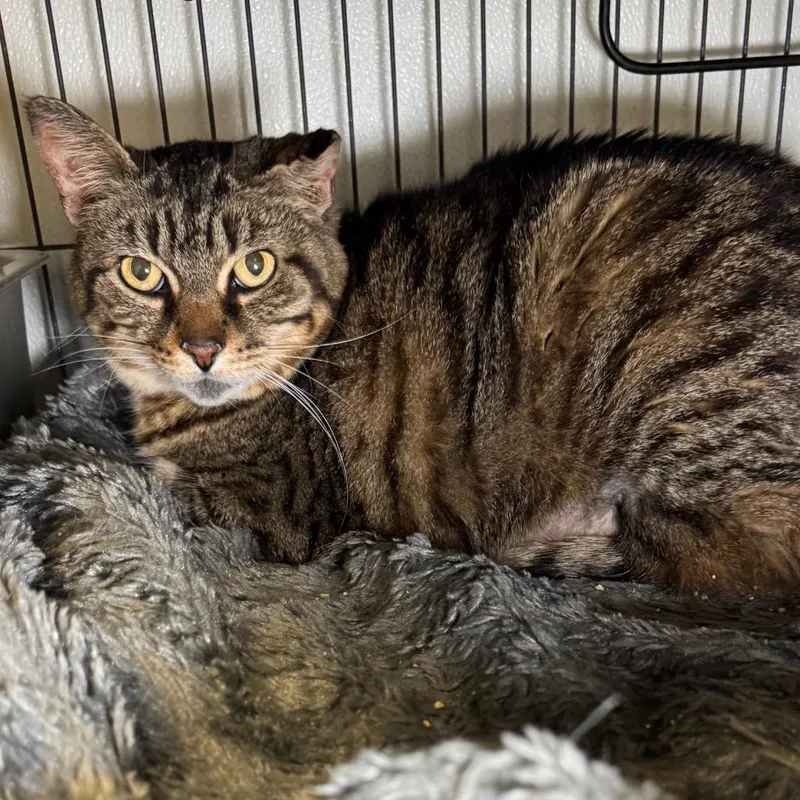 A senior medium-sized female Domestic Short Hair cat named Zoe for adoption in Saginaw, MI