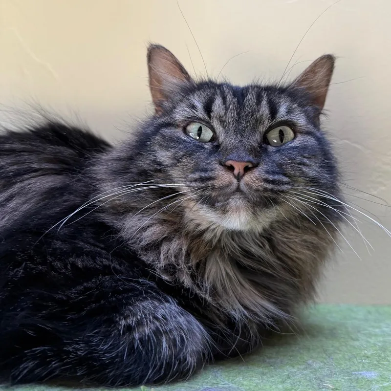 An adult medium-sized female Brown / Chocolate Domestic Long Hair cat named Fiona for adoption in Durango, CO