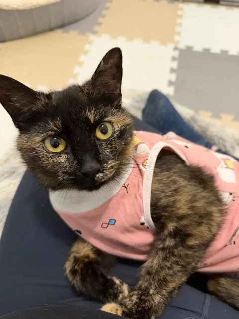 A young medium-sized female Domestic Short Hair cat named Sploot for adoption in Pawtucket, RI