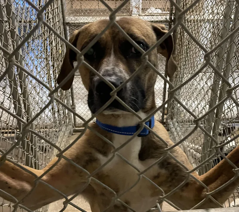An adult medium-sized male Brindle Boxer dog named Mambo Hold for adoption in Canton, OH