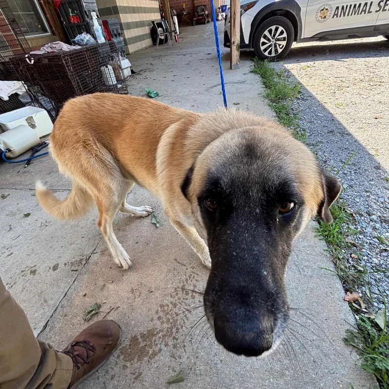 An adult large-sized male Yellow / Tan / Blond / Fawn Anatolian Shepherd dog named Doug for adoption in Montgomery, AL