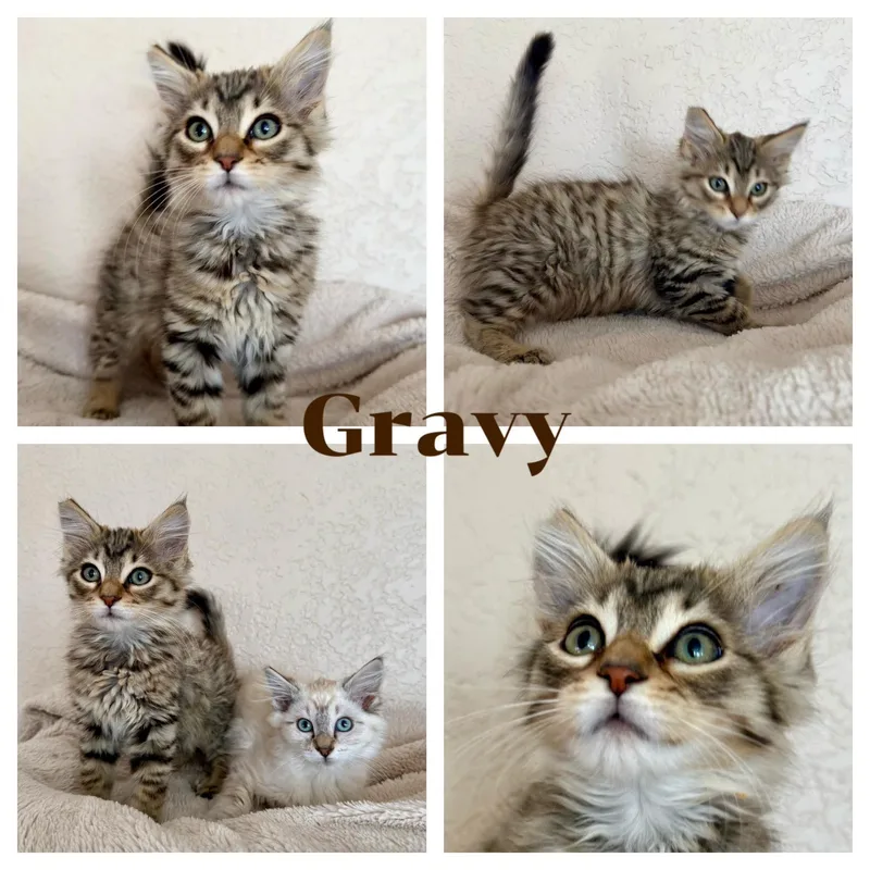 A baby small-sized male Domestic Long Hair cat named Gravy for adoption in Hollister, CA